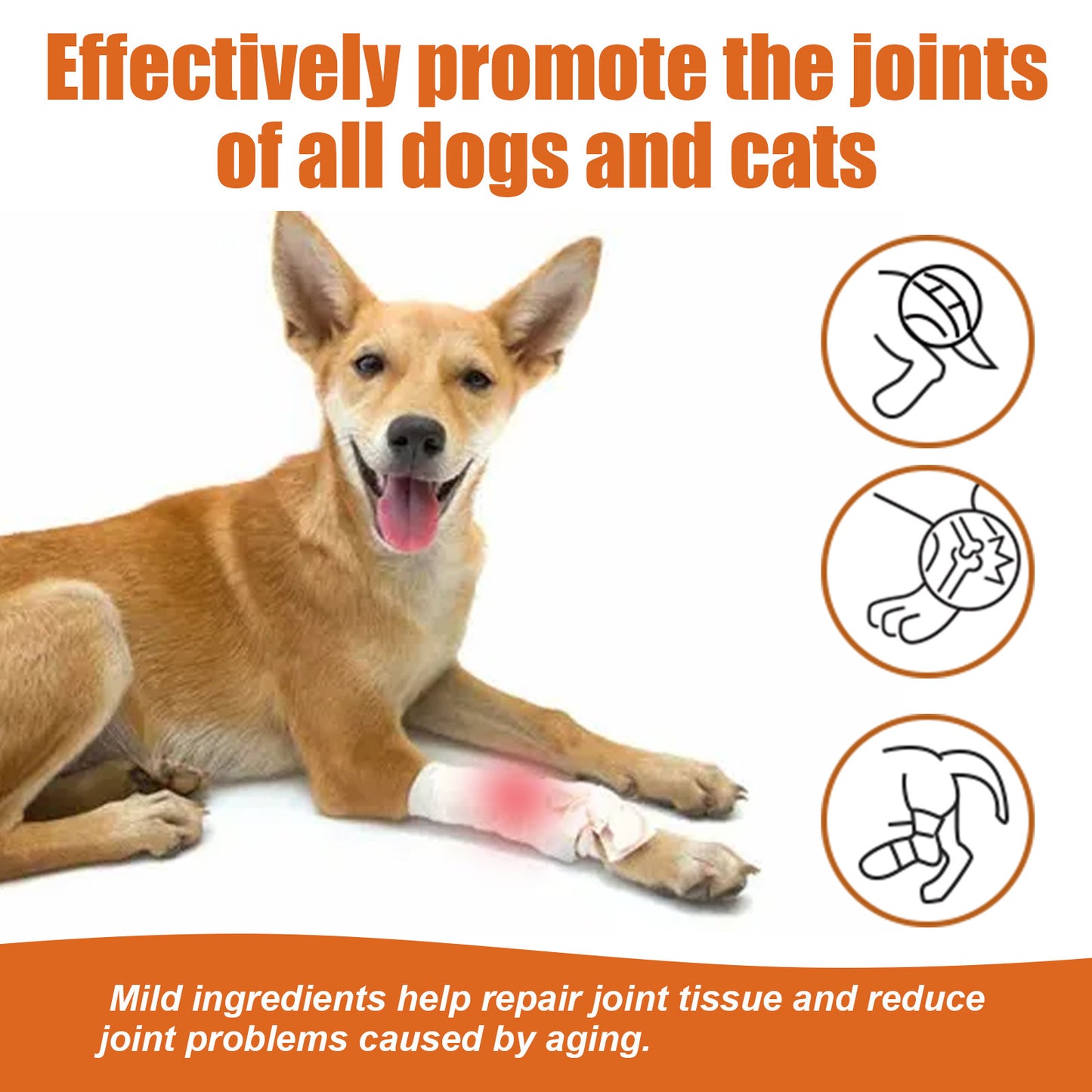 Bee Venom Joint Water Dogs And Cats Joint Care Relieve Pet Joint Pain