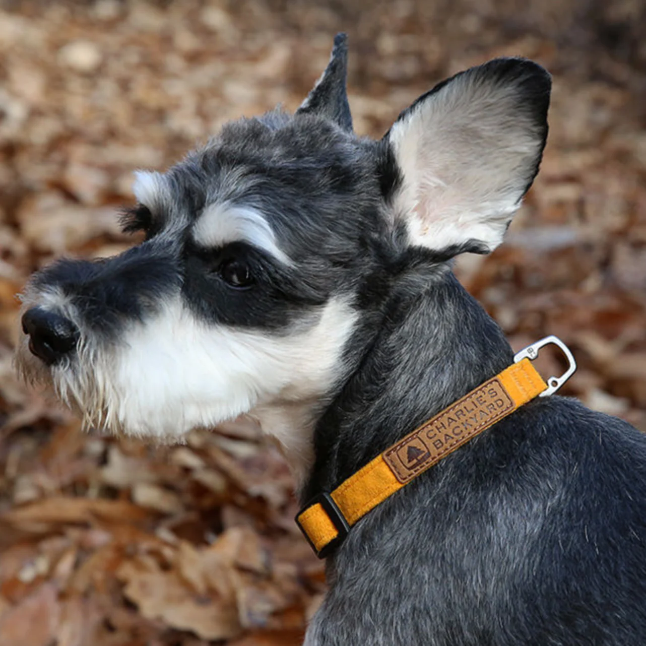 Easy Dog Collar in Yellow CHARLIE'S BACKYARD