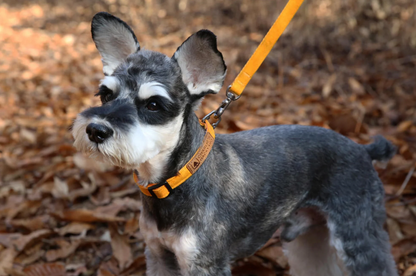 Easy Dog Collar in Yellow CHARLIE'S BACKYARD